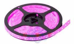 Fita Leds Rosa 5 Metros 60 LED'S Por Metro 5050 Leds Grande